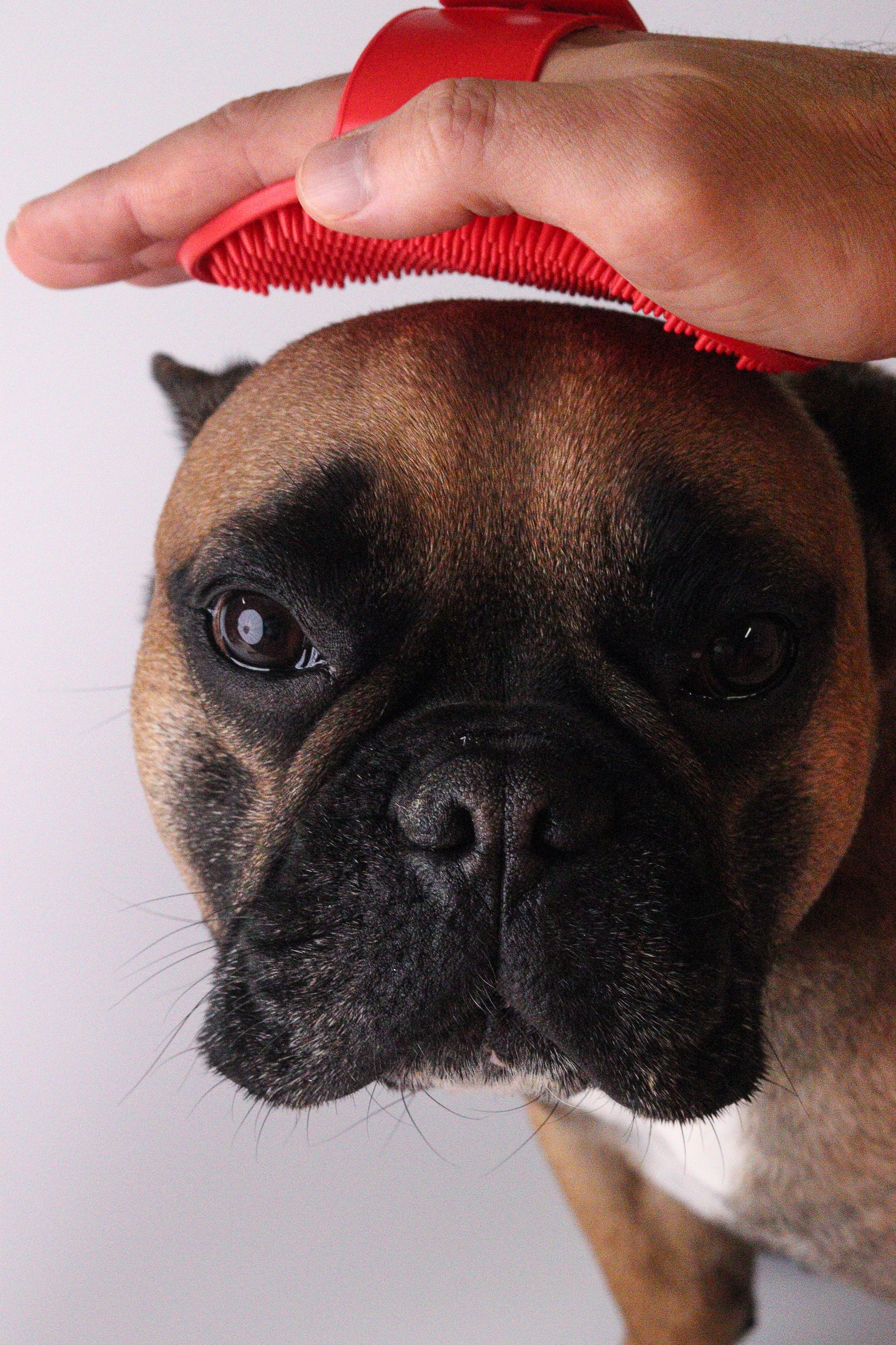 Shampoudle Scrubber Two Pack