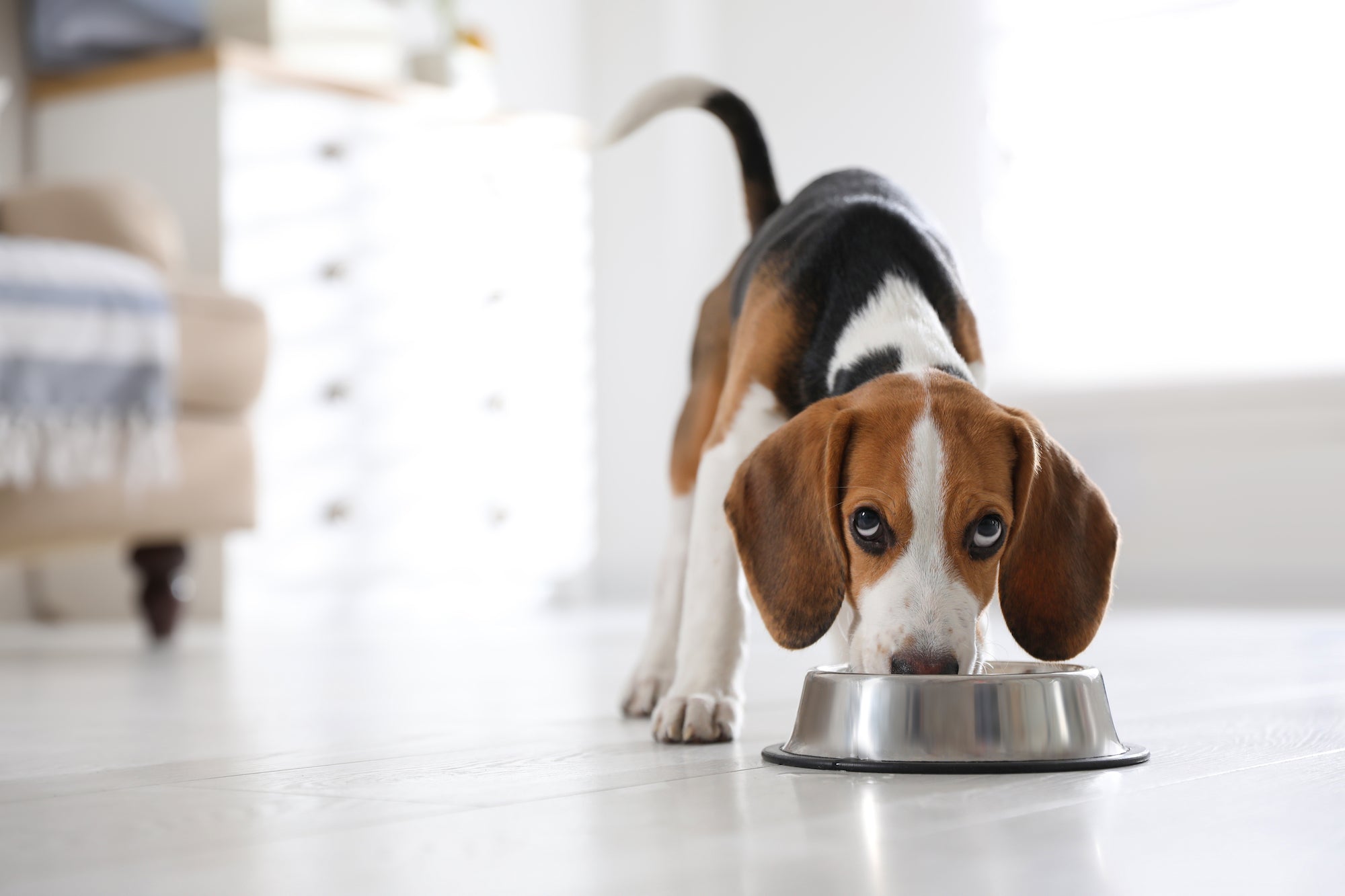 How to read dog food labels